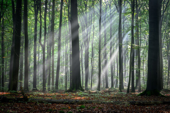 Sunny morning in the forest