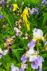 Yellow and purple iris flowers blooming in a garden with green leaves as a natural background © ir1ska