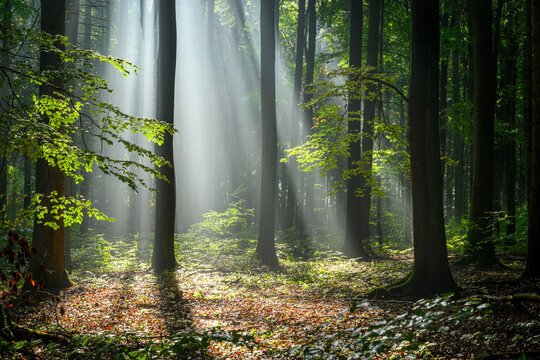 Sunny morning in the forest