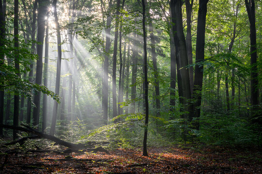 Sunny morning in the forest