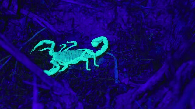 Scorpion