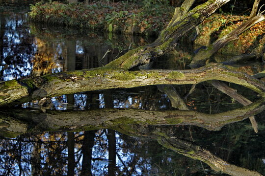 Umgest&uuml;rzter Baum in einem See mit Spiegelung
