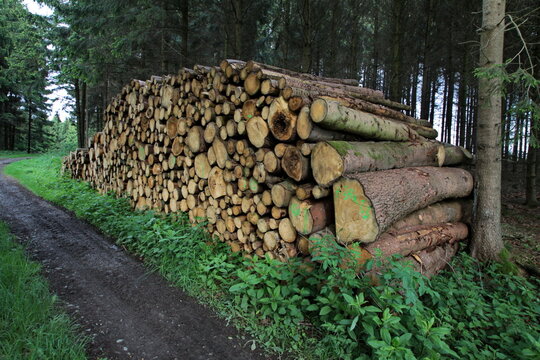 Baumstammstapel im Wald