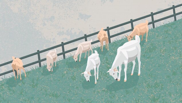Pastoral Scene with Grazing Horses on a Fenced Hill during Daylight