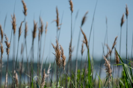 Tall common reeds and marsh grass in coastal wetland