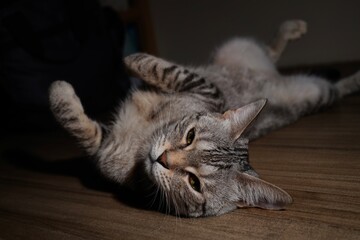 cat sleeping © Ahmed J.R