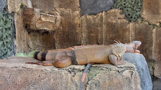 Large iguana lizard resting on rock in outdoor enclosure