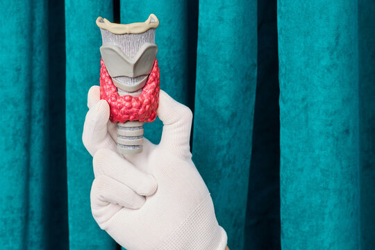 Gloved hand holding anatomical model of human thyroid gland and larynx. Professional endocrinology consultation and hypothyroidism diagnostics.
