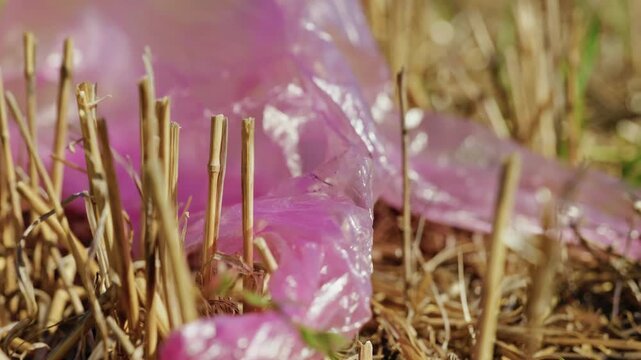 A pink plastic bag lies discarded in dry field stubble under bright daylight, captured in a low-angle close-up shot showing environmental pollution.