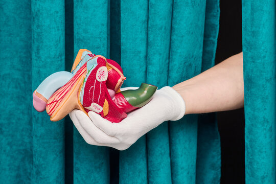 Doctor presenting male reproductive system and prostate gland anatomical structure. Comprehensive andrology screening and adenoma prevention strategy.