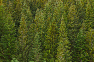 evergreen pine forest trees background natural atmospheric scenery view aerial drone foreshortening © Artem Kniaz