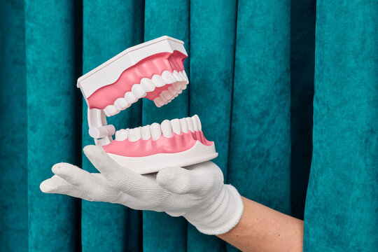 Gloved hand holding open anatomical model of human jaw and teeth rows. Dentistry diagnostic consultation and malocclusion correction.