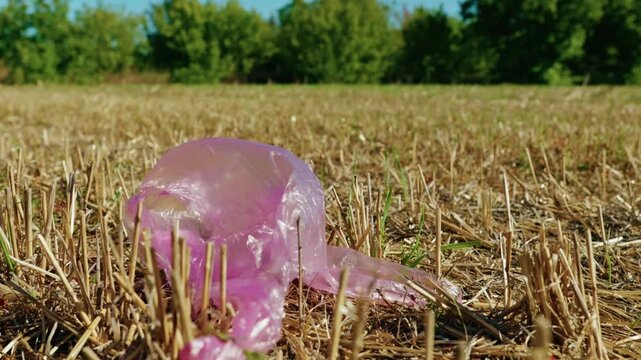 A pink plastic bag lies discarded in dry field stubble under bright daylight, captured in a low-angle close-up shot showing environmental pollution.