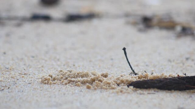 Small pale ghost crab make sand pellets ball form hole on white sandy tropical beach with dry twig and leaf macro wildlife close up nature