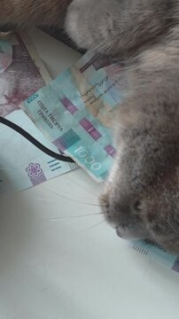 A lazy grey cat rests contentedly on top of modern 1000 Ukrainian hryvnia currency bills, licking its nose and lying on a light surface during a cozy daytime indoor video.