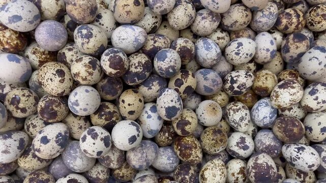 Close up steady panning shot of fresh quail eggs heap