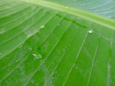 green banana leaf with water drops
