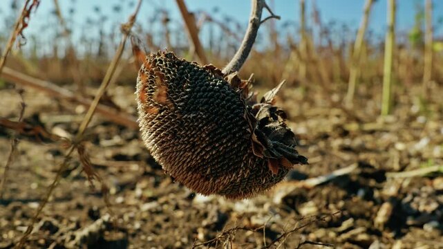 A detailed close-up shot shows a ripe, dried sunflower head packed with black seeds hanging over dry soil in an agricultural field under bright sunlight.