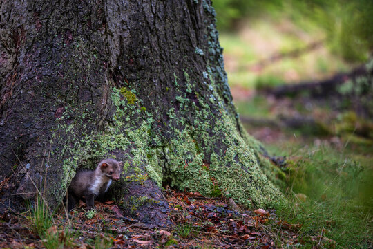 Young wild marten Martes foina peeking out from a hollow at the base of a mossy tree trunk in a forest.
