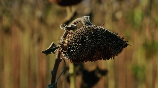 A detailed close-up shot shows a ripe, dried sunflower head packed with black seeds hanging over dry soil in an agricultural field under bright sunlight.
