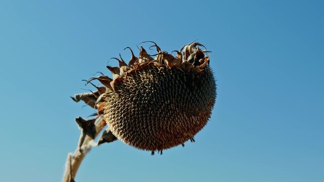 A low-angle close-up shot of a ripe dried sunflower head full of seeds against a clear blue sky in bright daylight.
