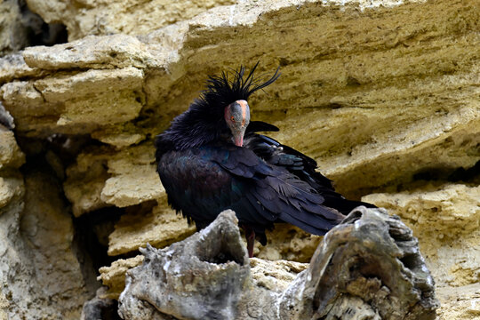 Waldrapp bei der Gefiederpflege // Northern bald ibis (Geronticus eremita) - Vejer de la Frontera, Andalusien, Spanien