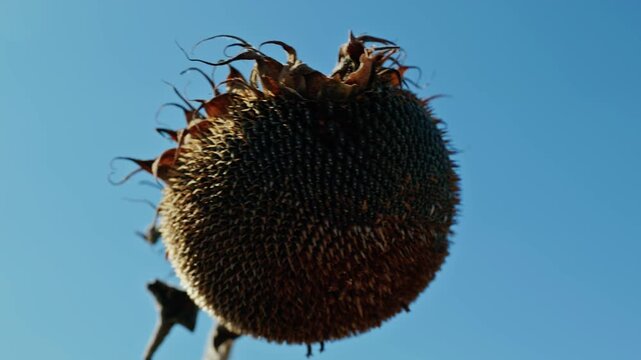A low-angle close-up shot of a ripe dried sunflower head full of seeds against a clear blue sky in bright daylight.