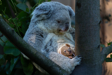 Koala Nachwuchs im Beutel © soaringfoto