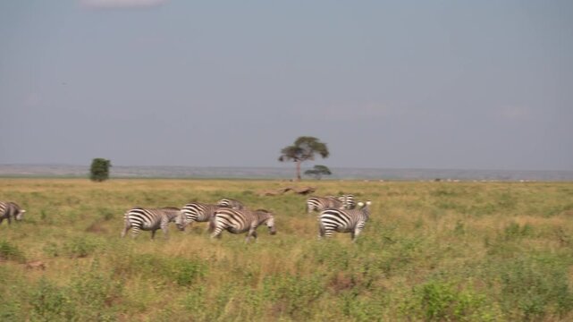 アンボセリ国立公園のサバンナで草を食むシマウマの群れ、アカシアの木とアフリカの大草原（Amboseli National Park Zebra Herd Grazing on Savanna, Kenya）