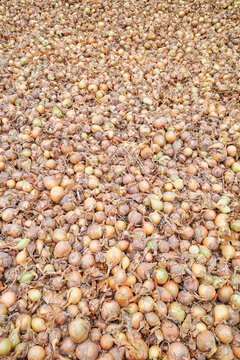 A background of onions drying in the sun.