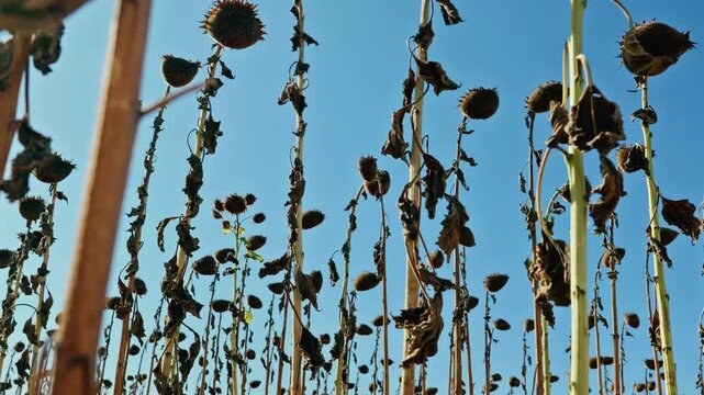 A low-angle shot captures tall dried sunflower stalks and ripe seed heads against a clear blue sky under bright sunlight before harvest.