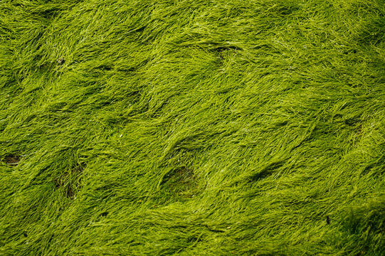 Colony of marine algae and barnacles attached to a coastal rock surface background. 