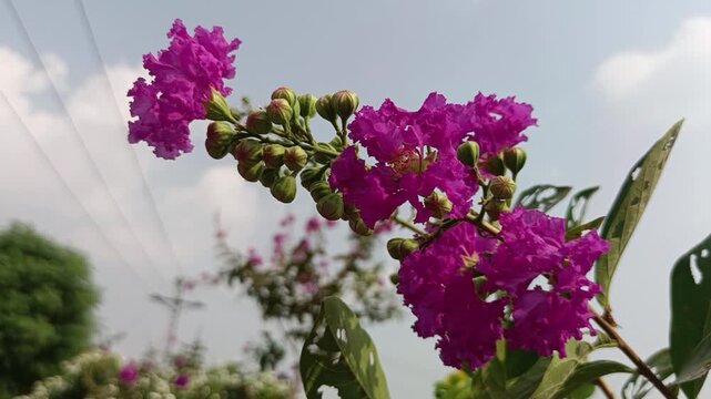 Close-up of Vibrant Crape Myrtle (Lagerstroemia indica) pink Flowers in Bloom.
