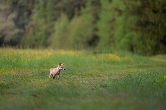 Young red fox cub Vulpes vulpes walking through a green meadow with wild yellow flowers.