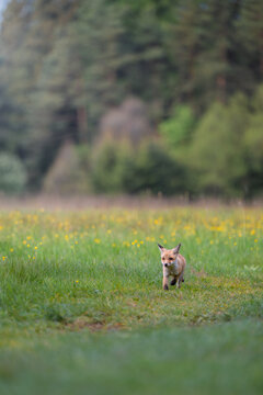 Young red fox cub Vulpes vulpes walking through a green meadow with wild yellow flowers.