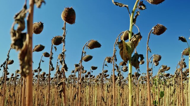 A low-angle shot captures tall dried sunflower stalks and ripe seed heads against a clear blue sky under bright sunlight before harvest.