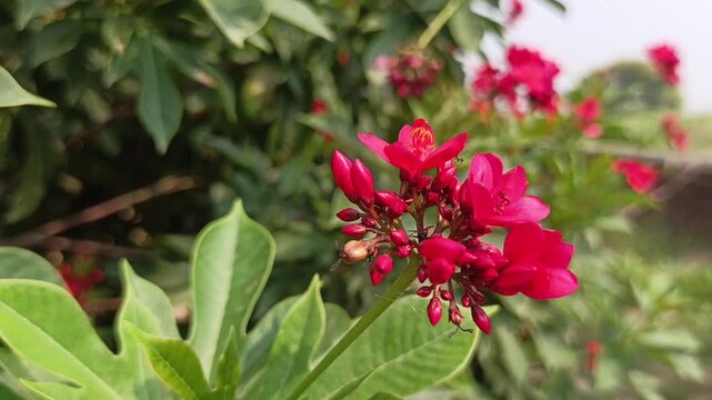 Close-up video of pink Jatropha integerrima flowers and green leaves gently swaying in the natural breeze, with peaceful ambient bird sounds in the background.