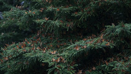 Fototapeta premium Thousands of monarch butterflies resting on thick green pine tree branches