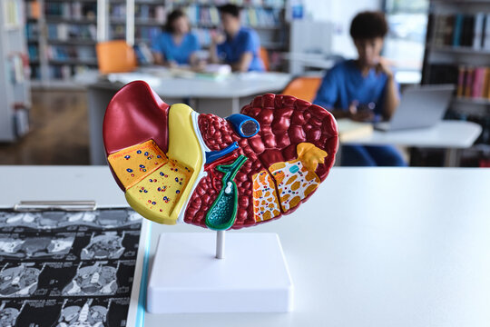 Medical students mastering digestive diagnostics with realistic organ replicas and computed tomography imaging in a modern library