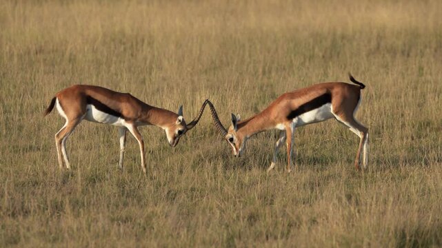 アフリカのサバンナで角を突き合わせて争う2頭のトムソンガゼルの雄、ケニアの草原（Thomson's Gazelles Sparring on African Savanna, Kenya）