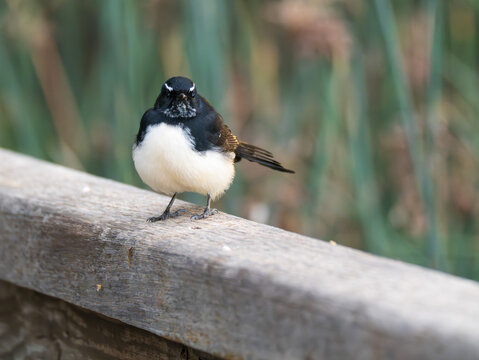 A Willie Wagtail perched on a wooden railing