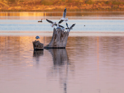 Seagulls flying around a dead tree stump at sunrise