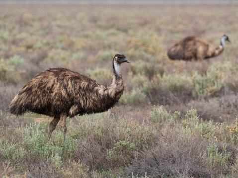 Two emus walking through grassland
