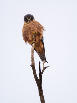 An Australian hobby perched on the top of a tree