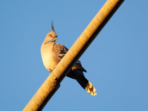 A crested pigeon perched on a pole
