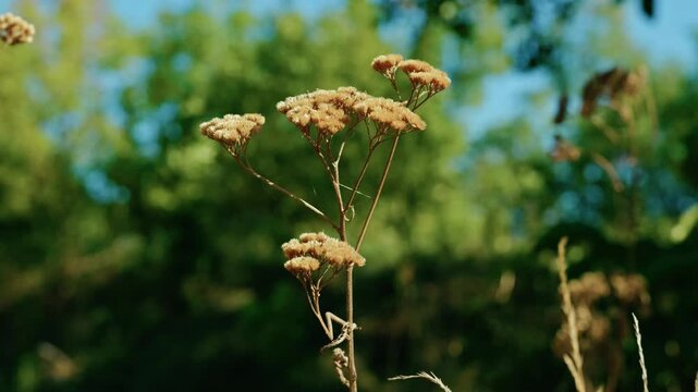 A close-up shot of a dried wild plant with seed heads standing against a soft blurred green background in bright sunlight.
