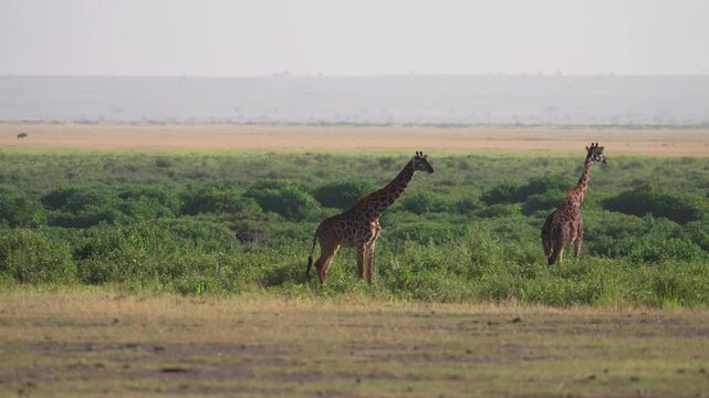 アンボセリ国立公園のサバンナを歩く2頭のマサイキリン、ケニアの野生動物（Amboseli National Park Giraffes Walking on Savanna, Kenya）
