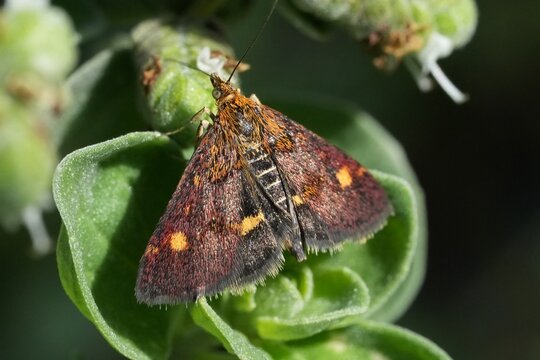 Closeup on a colorful Mint moth, Pyrausta aurata, Pyralidae hiding in the vegetation