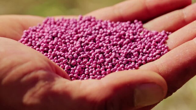 A close-up shot of an agronomist holding treated pink rapeseed seeds in palm under natural sunlight during sowing season.