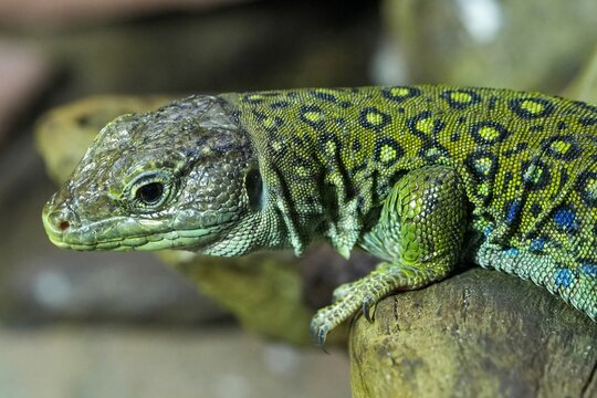 A close up view of an ocellated lizard or Timon lepidus showing detailed green scales and texture on a log background